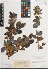 Foto von Salix mielichhoferi Saut. x Salix myrsinifolia Salisb.